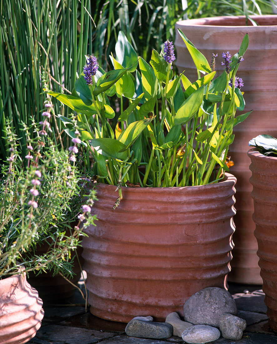 Pontederia cordata / Hechtkraut