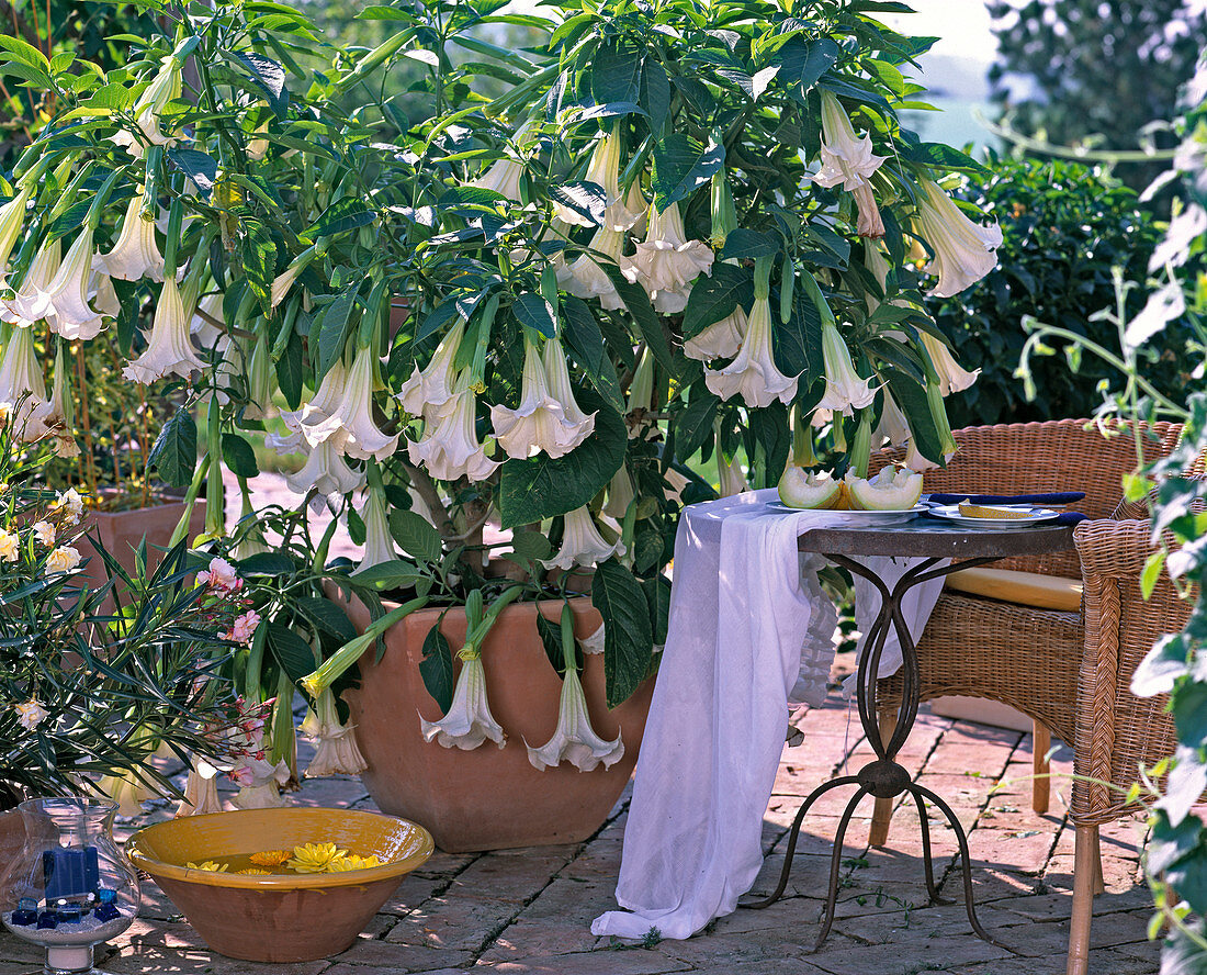 Datura arborea / Engelstrompete, 'Sommertraum'