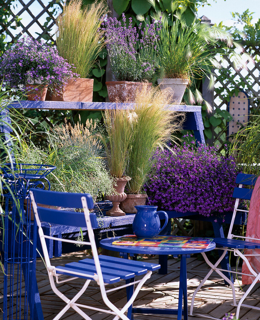 Lobelia erinus (Männertreu), Stipa tenacissima 'Fountain', Festuca, Briza