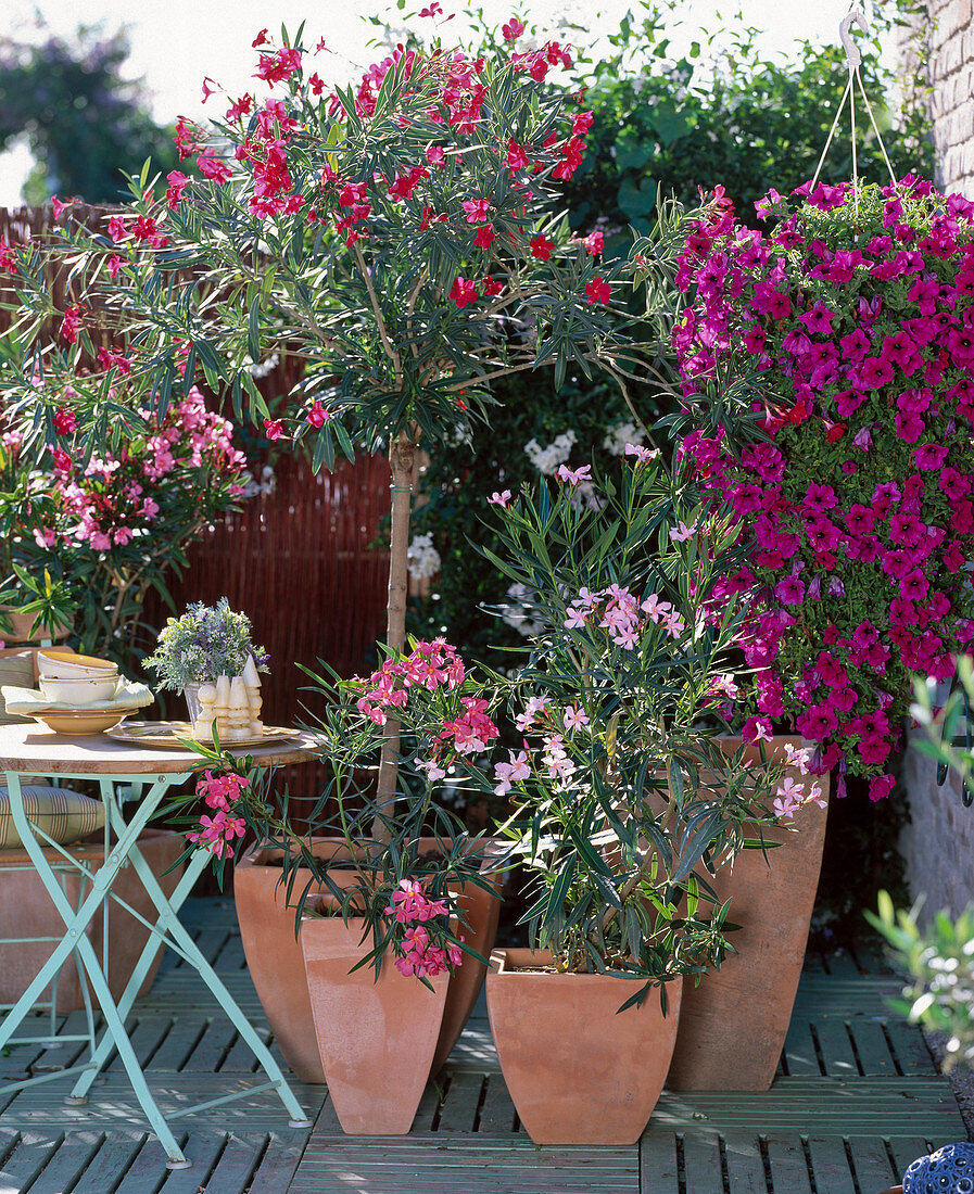 Nerium Oleander 'Italia' (Stämmchen) Nerium Oleander 'Papa Gambretta'