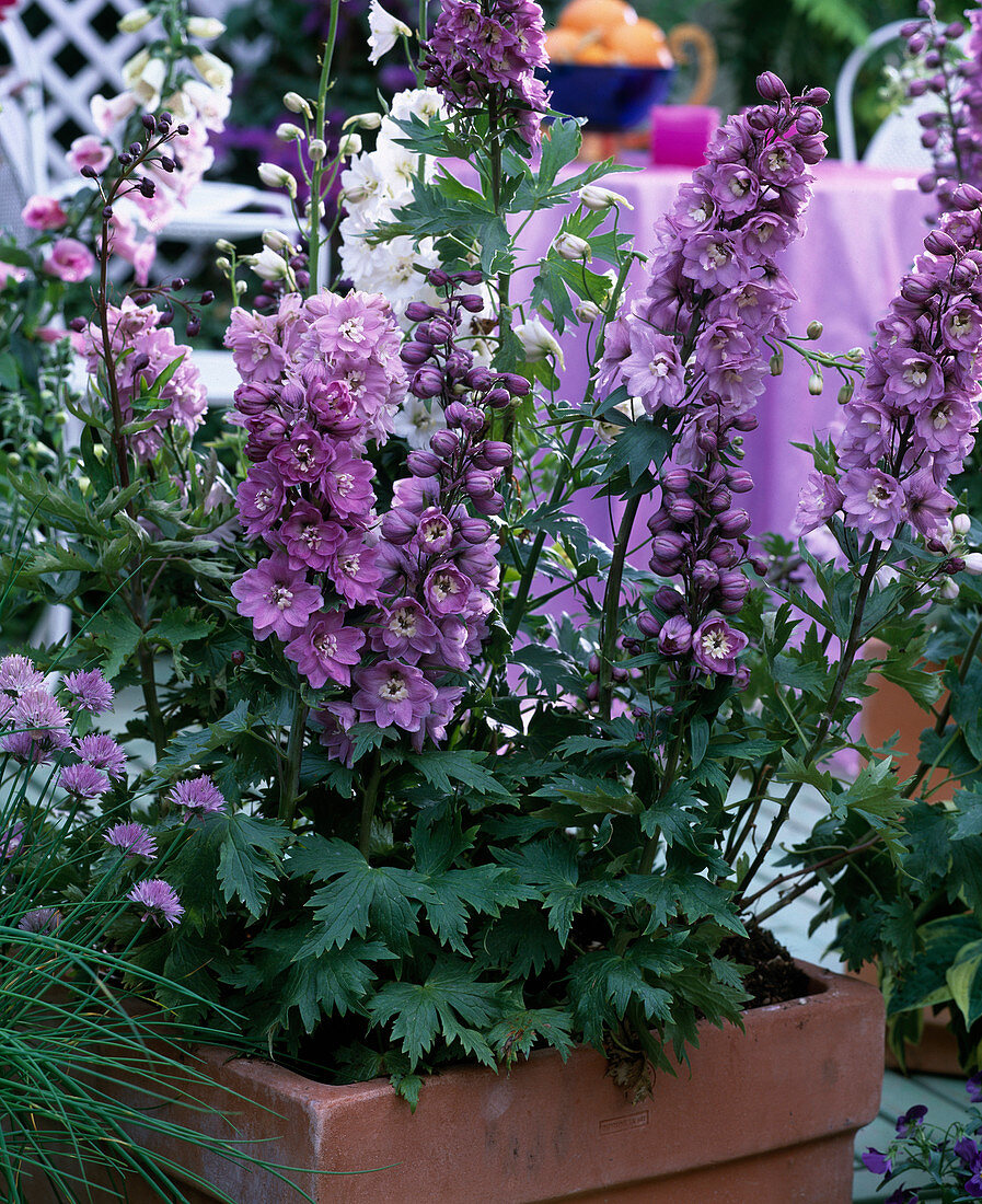 Delphinium 'Magic Fountain' purple