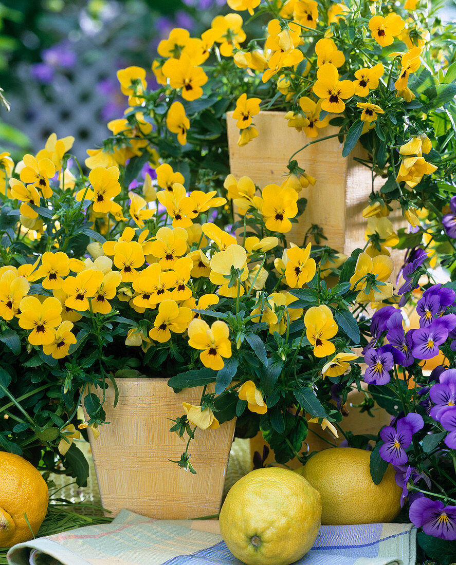 Viola 'Magnifico Yellow with Eye'