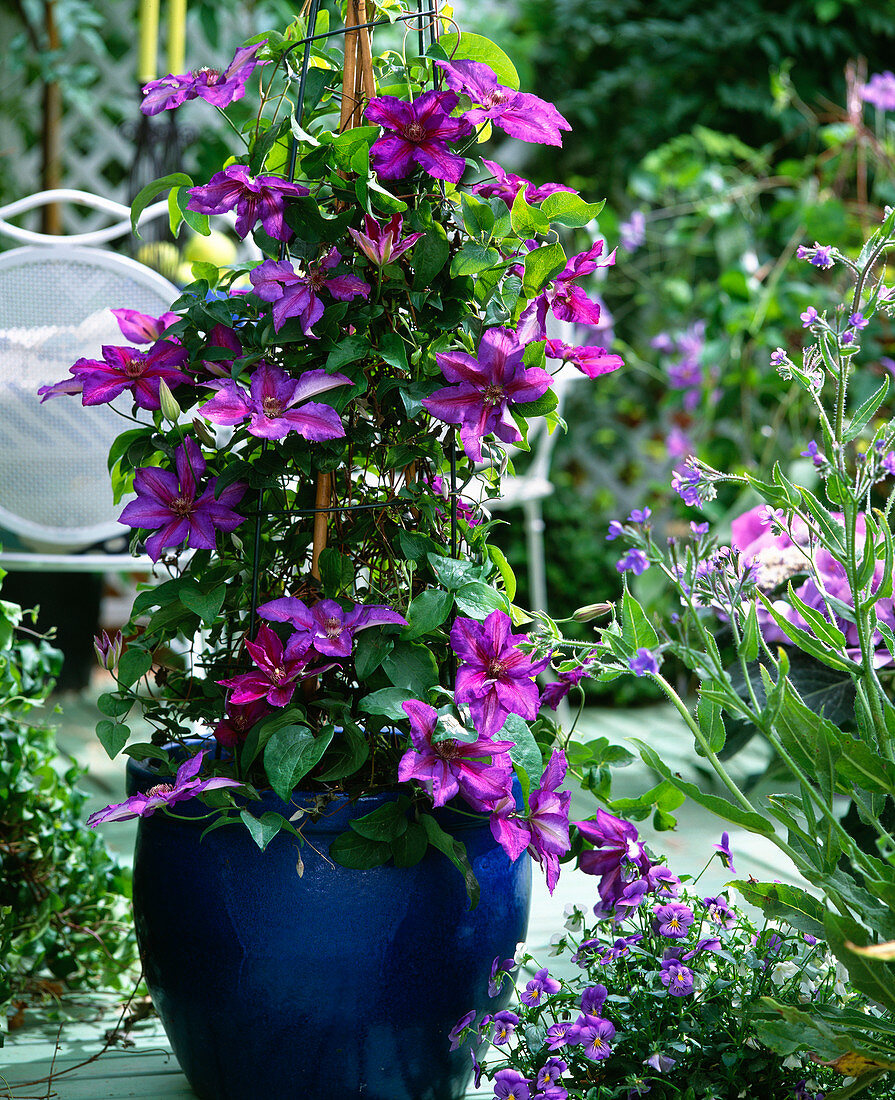 Clematis 'Mrs M. Thompson'