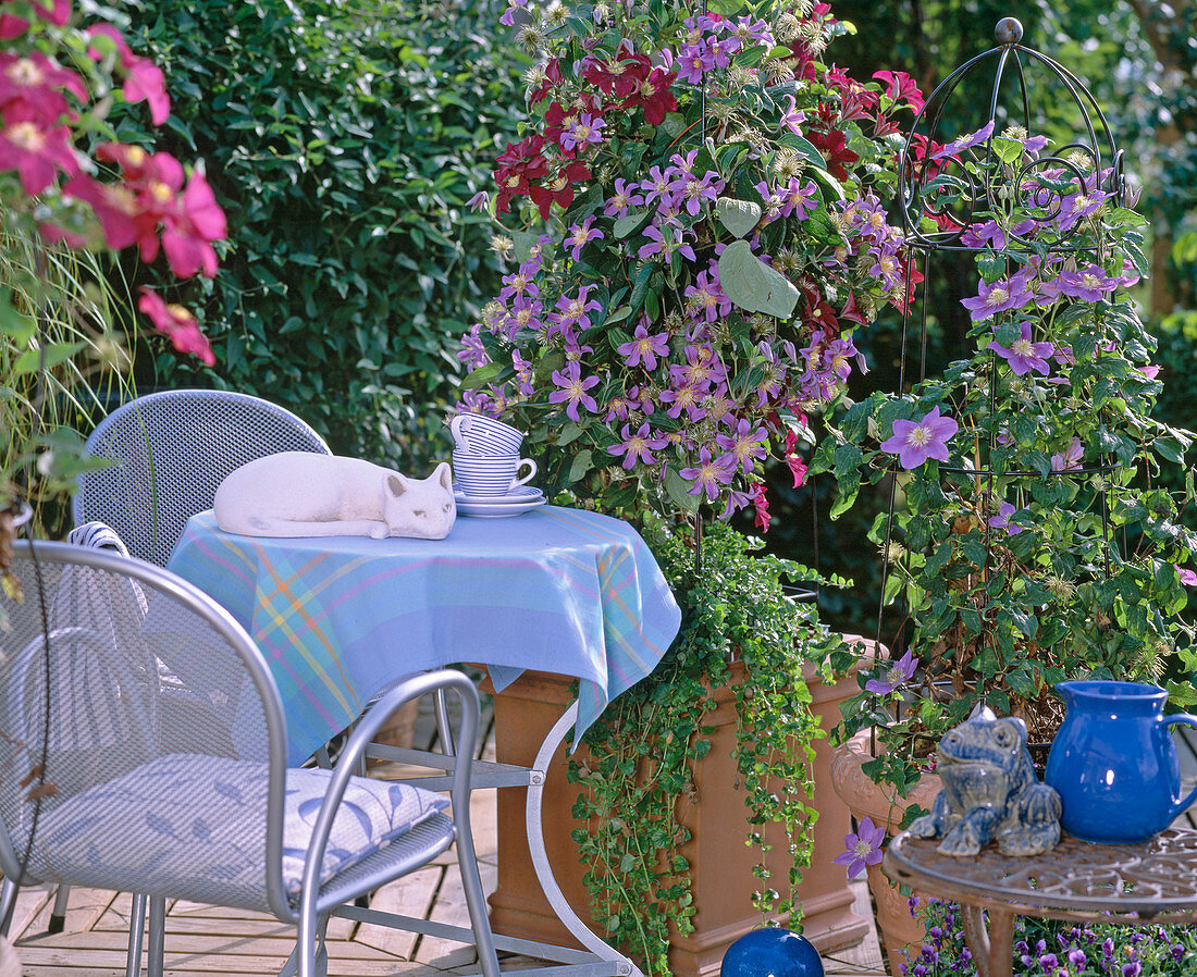 Terrasse mit Clematis: ''Juuli'' und ''Warszawska Nike''