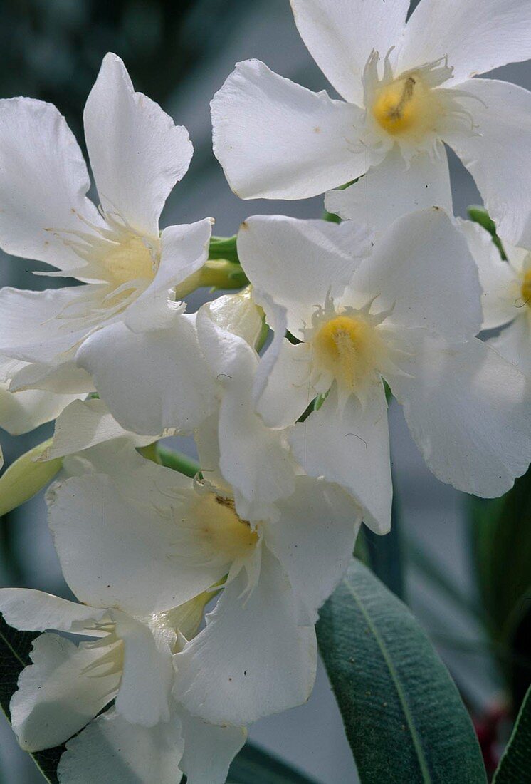 Nerium oleander 'Soeur Agnes'