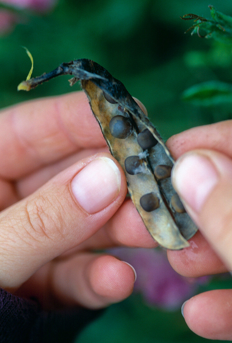 Seed source of Lathyrus odoratus