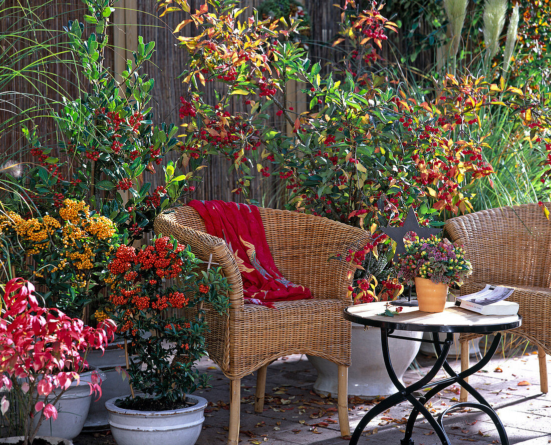 Berry decorations on the terrace-Pyracantha coccinea-thorn, Euonymus alata