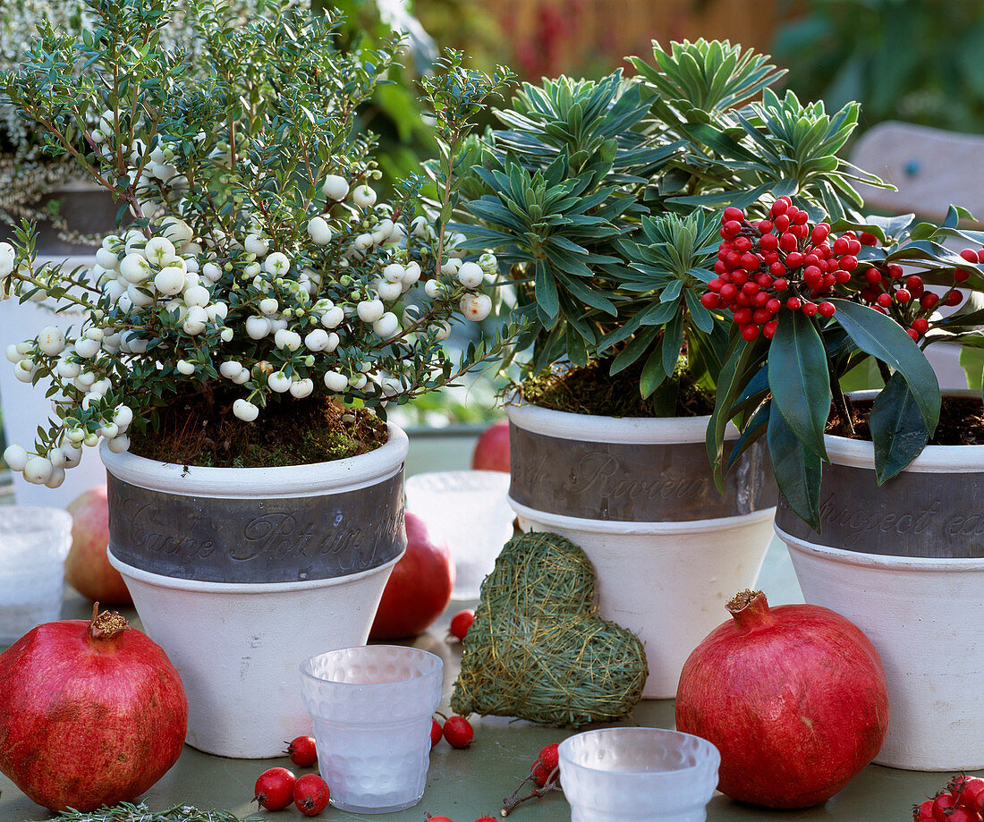 Pernettya mucronata, Skimmia, Euphorbia / Wolfsmlich