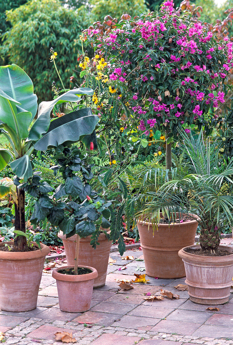 Heat-loving potted plants early into winter quarters