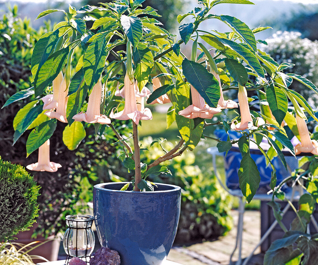 Datura - Hybr.,(Brugmannsia) 'Kleine Lady'