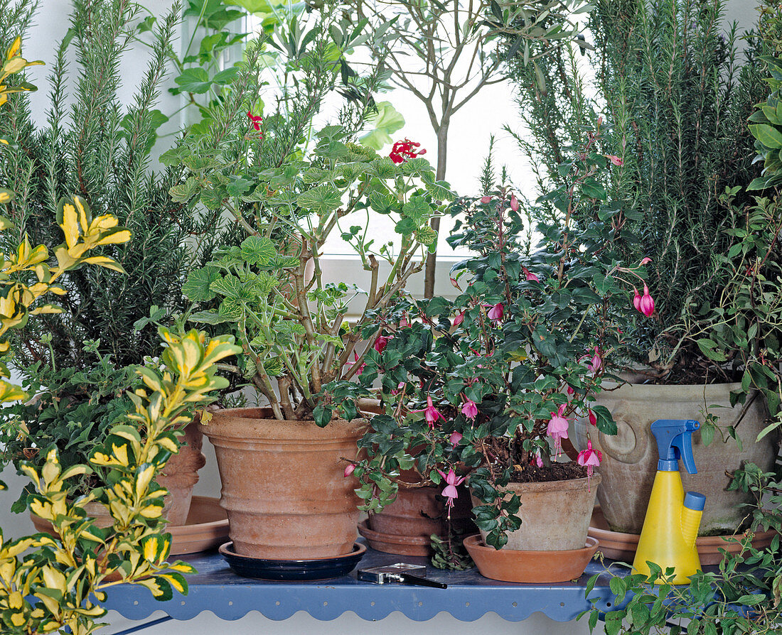 Bright wintering place for potted plants