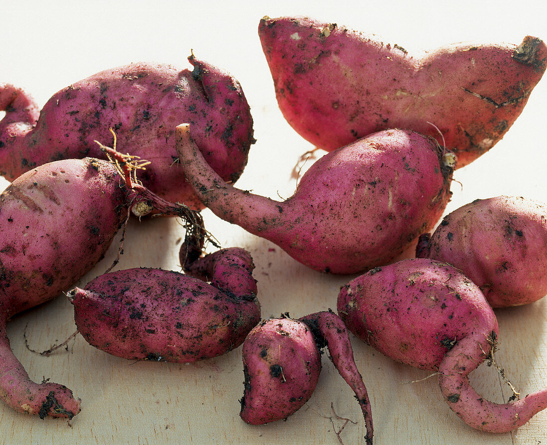 Ipomoea batata 'Marguerite' (sweet potato)