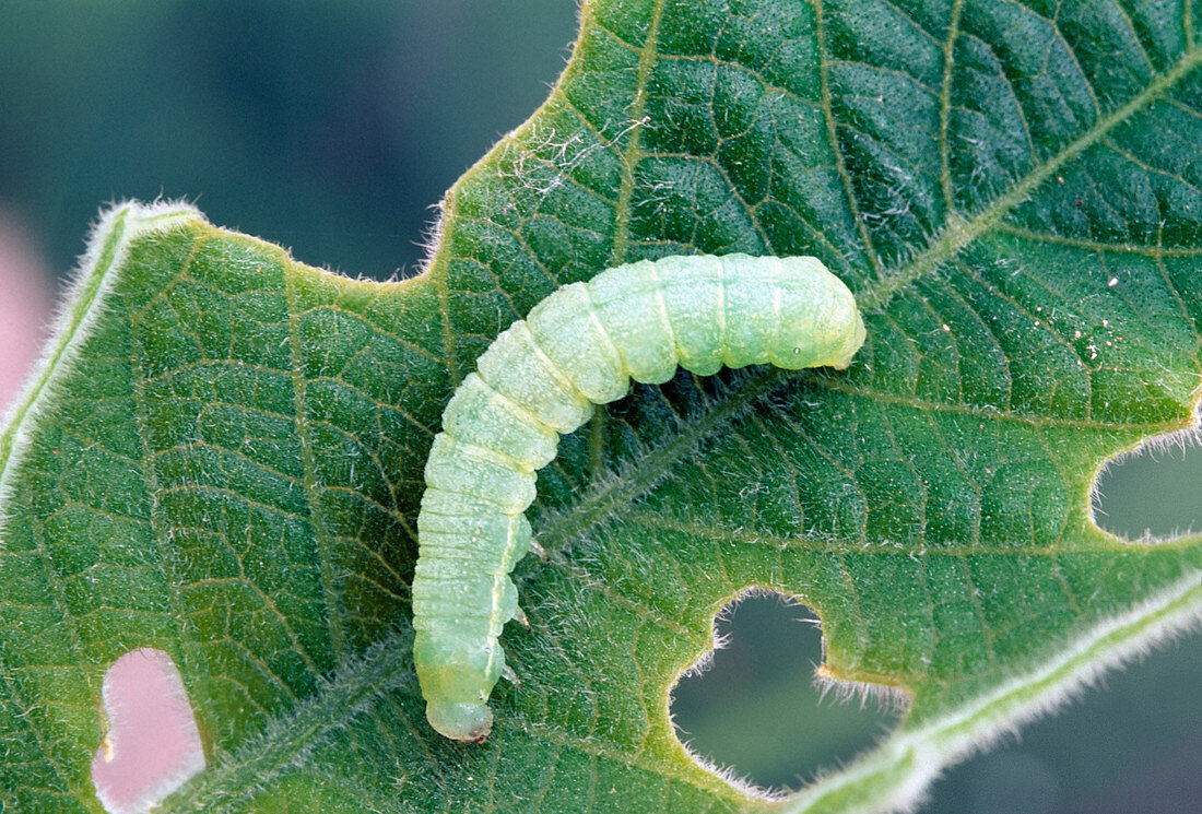 Caterpillar of the small frostbite (Operophthera brumata)