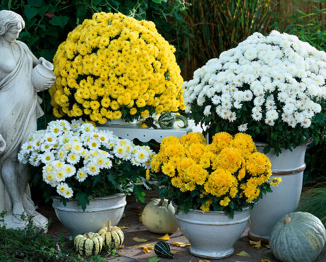 Dendranthema Garden-Mums Dreamstar 'Artemis' weiß/ gelb, 'Yulin' gelb, 'Reggi Whi