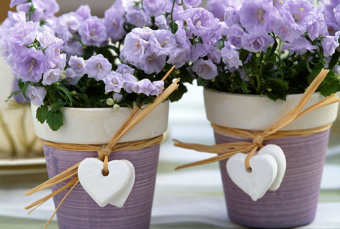 Campanula carpatica 'Blue Clip'/ Miniglockenblume