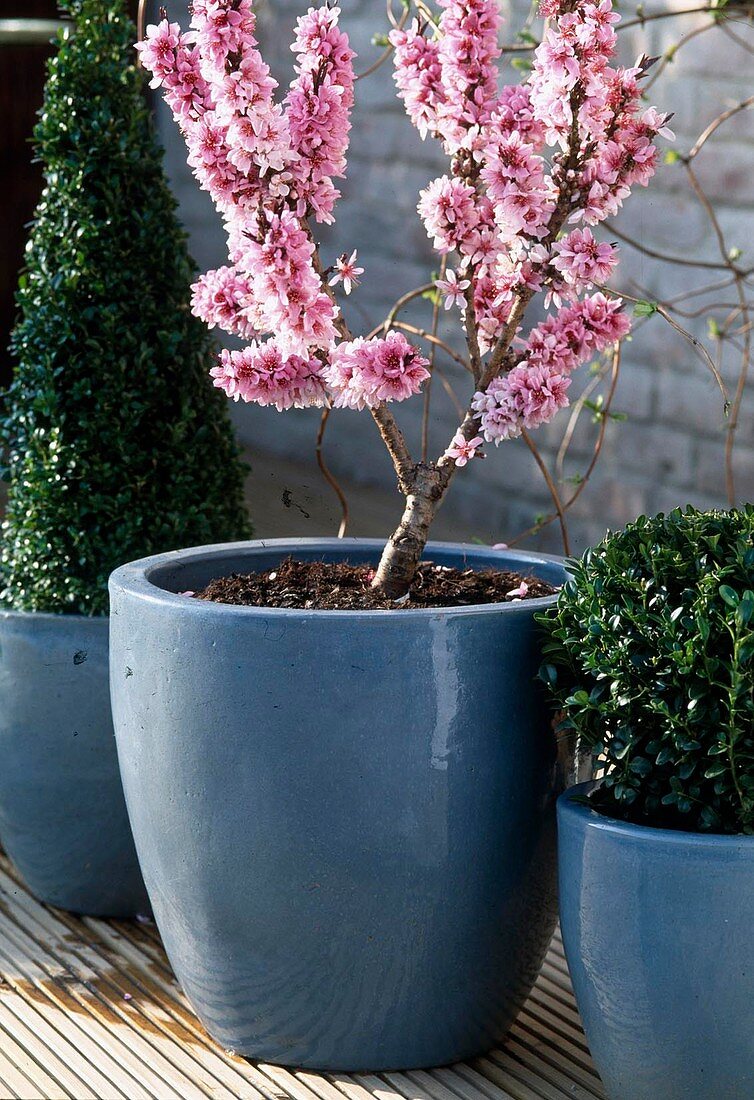 Prunus persica 'Crimson var. Bonfire'