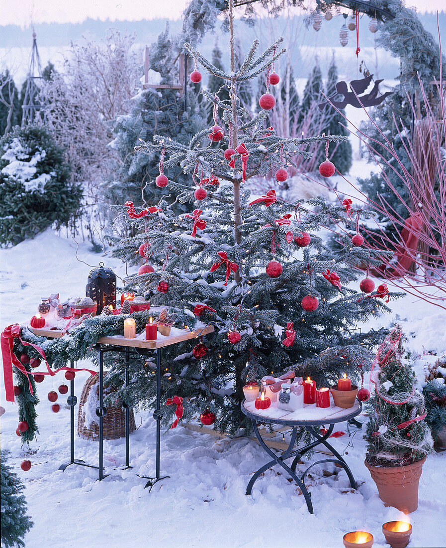 Abies / Nordmanntanne auf der Terrasse, weihnachtlich