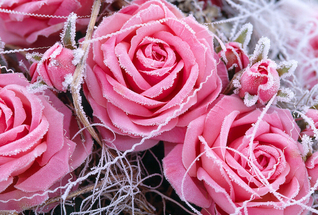 Rose petals of silk with hoarfrost