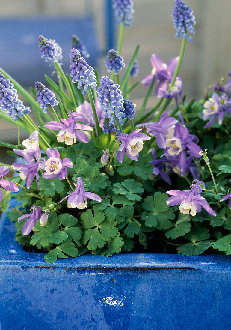 Aquilegia flabellata, Muscari armeniacum / Traubenhyazinthe