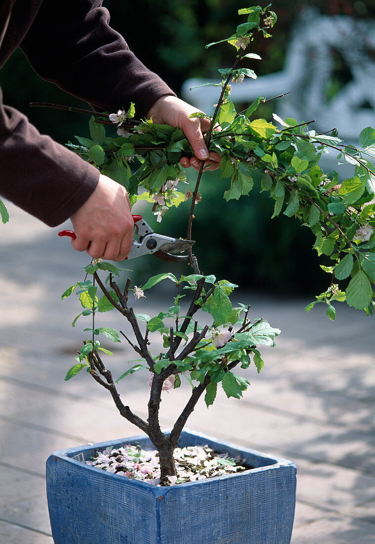 Prunus triloba / Mandelbäumchen Nach der Blüte stark zurückschneiden