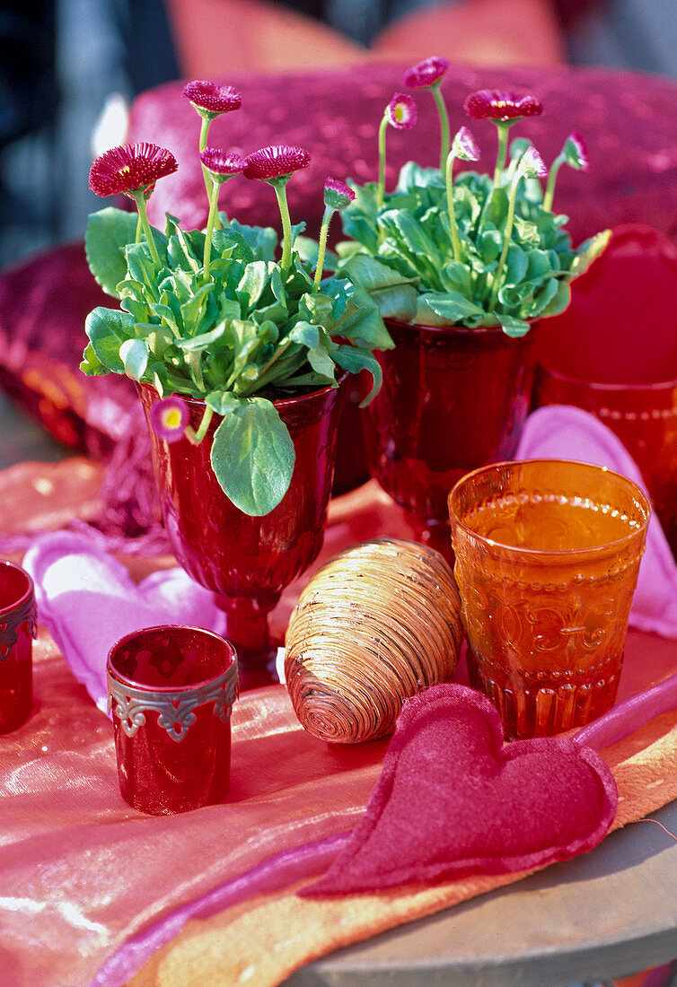 Bellis perennis / Gänseblümchen in rotem Glas.