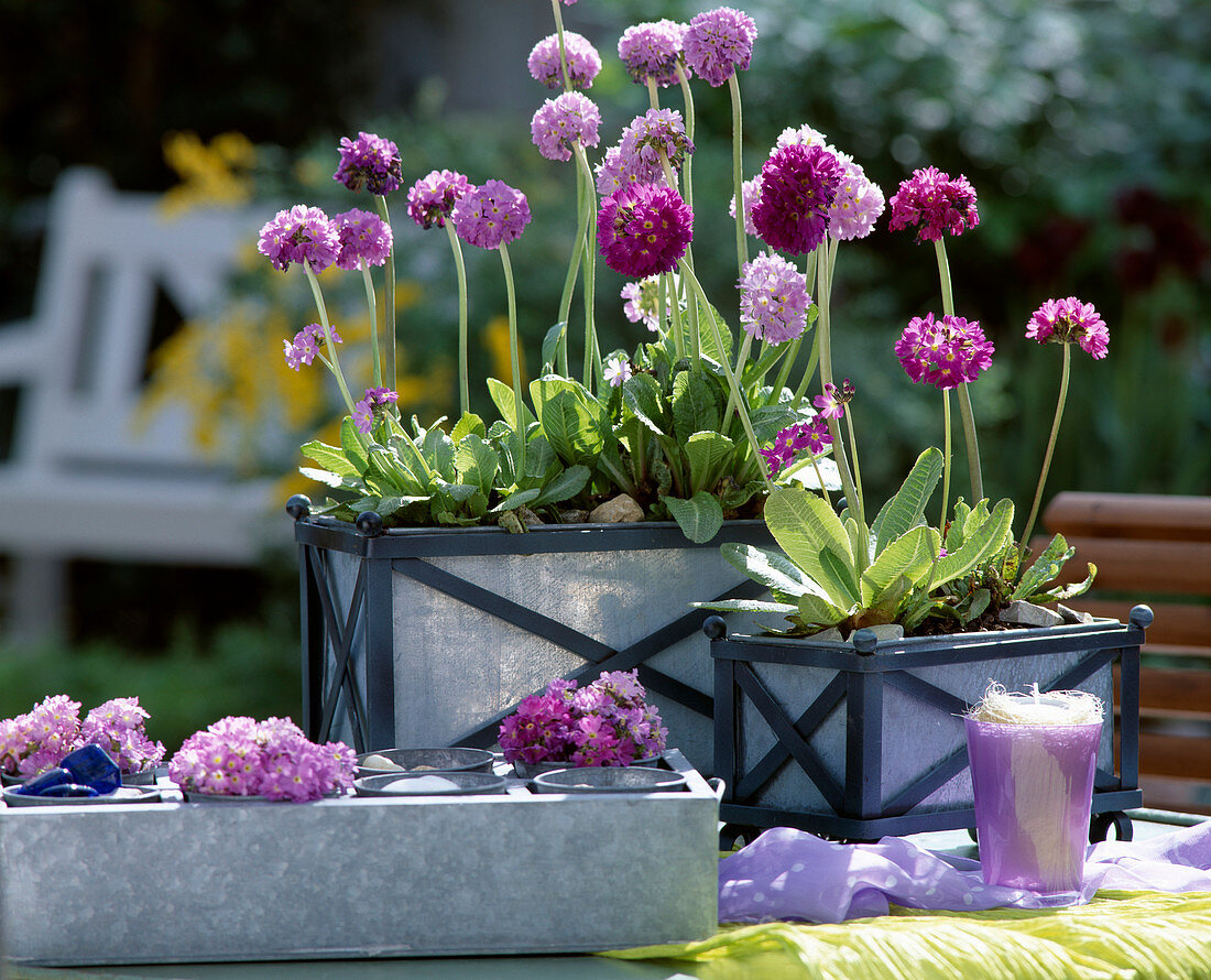 Primula denticulata / Kugelprimeln