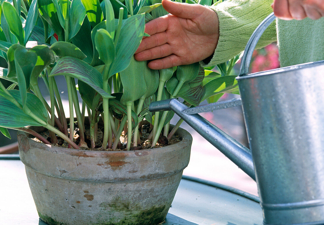 Für die Weiterkultur müssen die Tulpen gedüngt werden