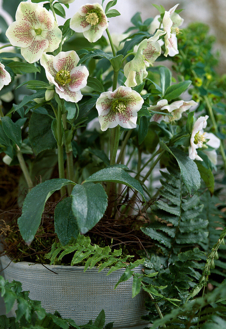 Helleborus orientalis