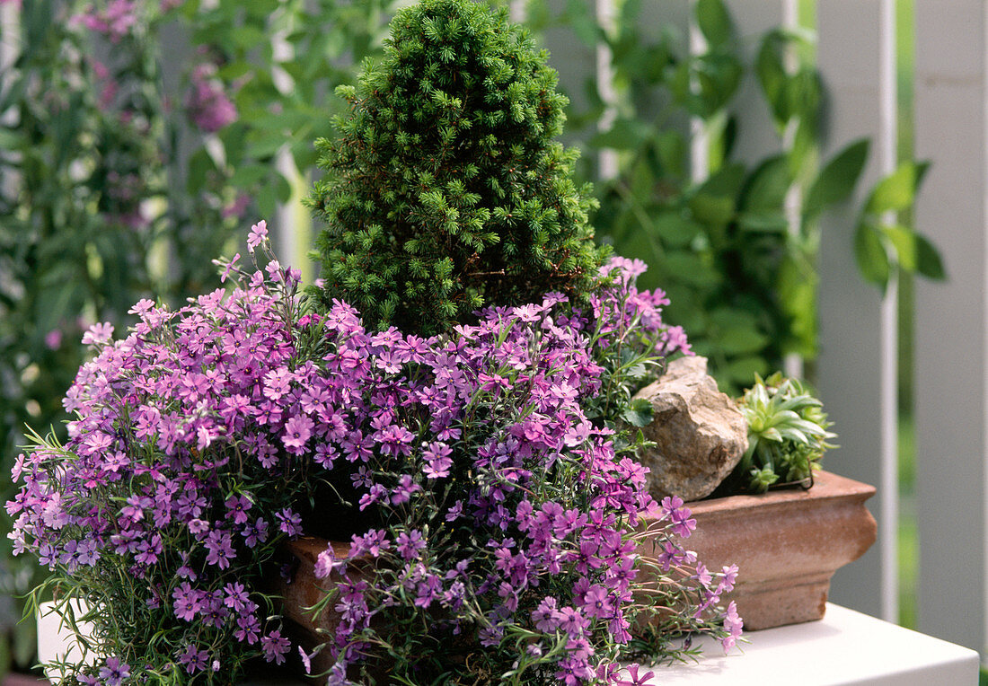 Bowl with Picea and Phlox subulata 'Mc Daniels Cushion'