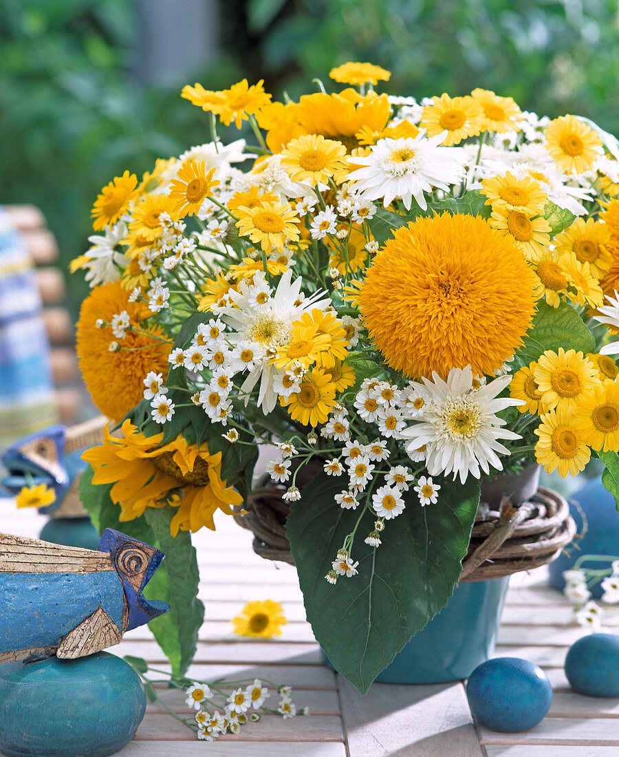 Helianthus 'Teddybär' / gefüllte Sonnenblumen