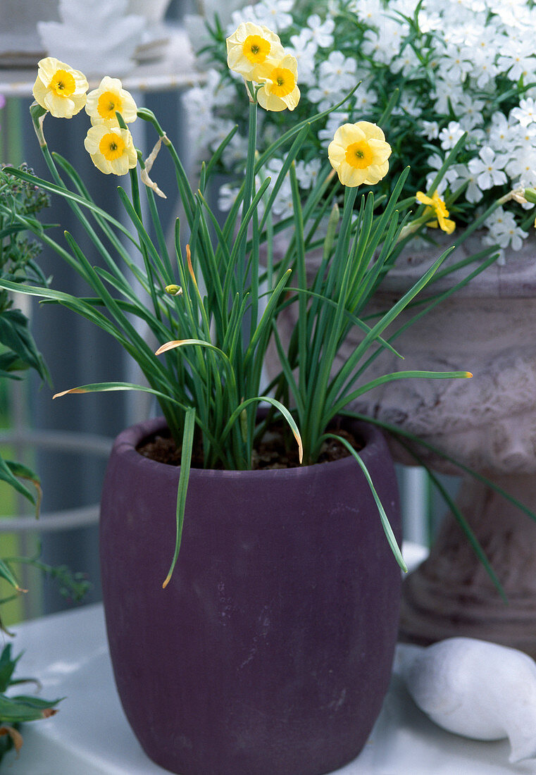 Narcissus hybrid 'Sun Disc'