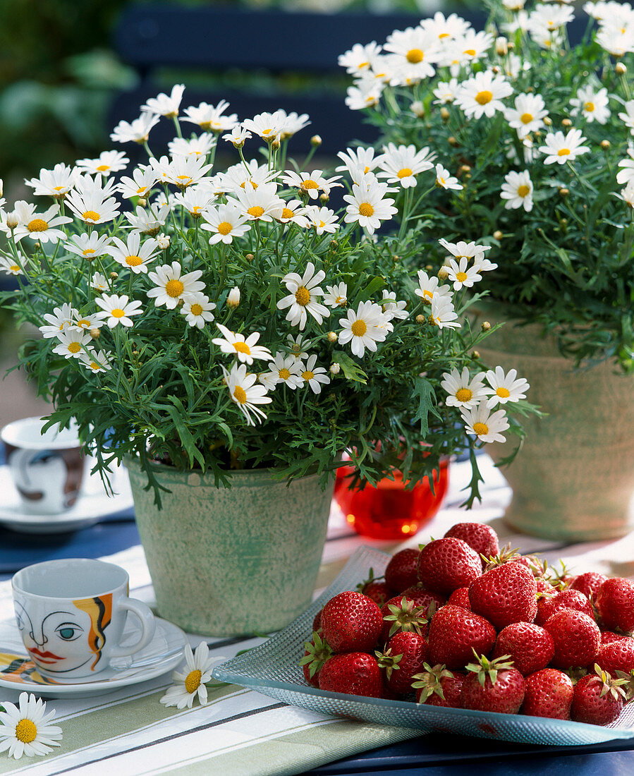 Argyranthemum frutescens, strawberries