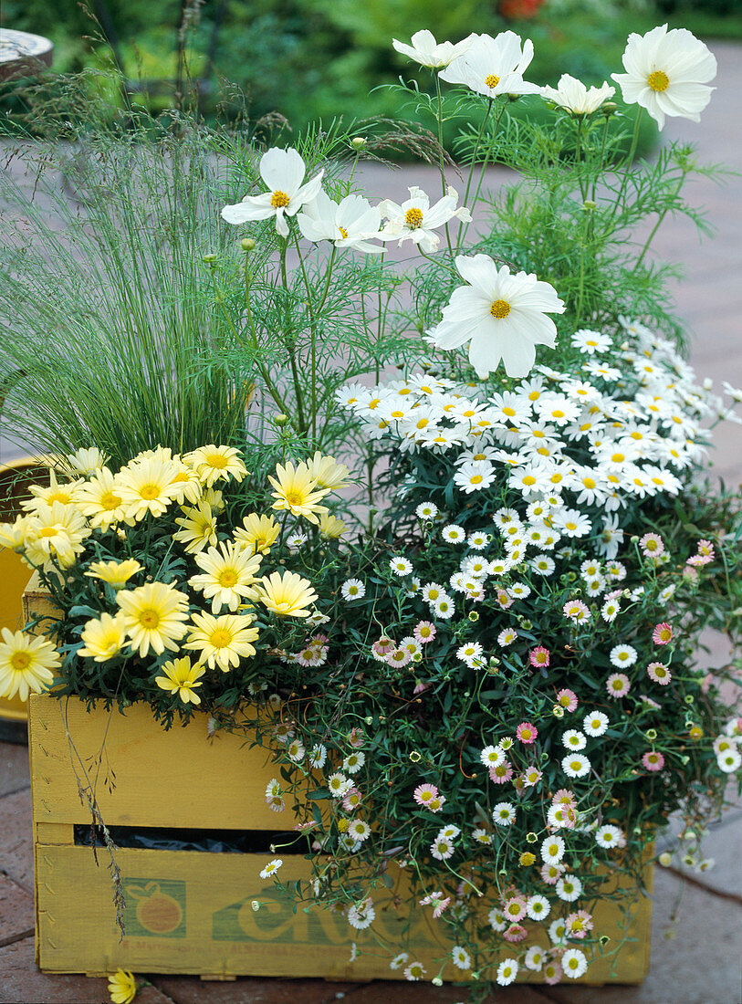 Painted wooden box with Argyranthemum frutescens