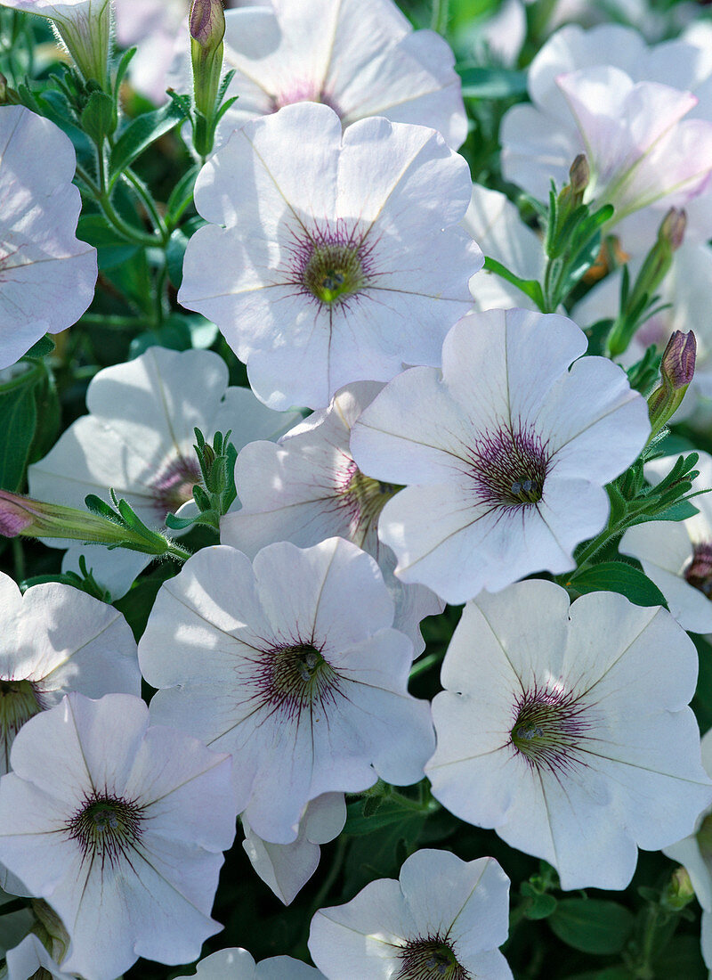 Petunia-Hybr. 'Sunplace White'