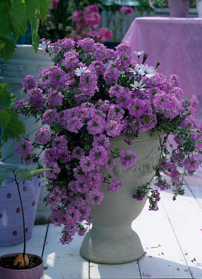 Verbena 'Babylon Light Blue'