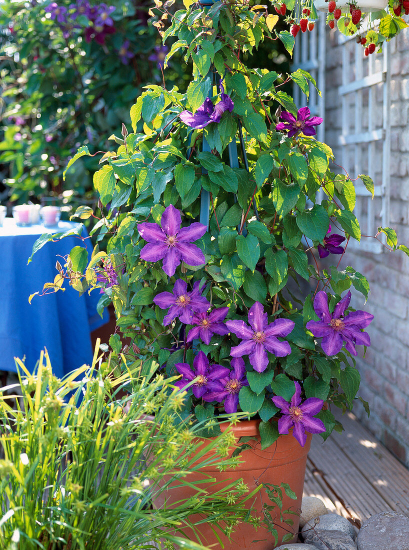 Clematis hybrid 'Kjell'