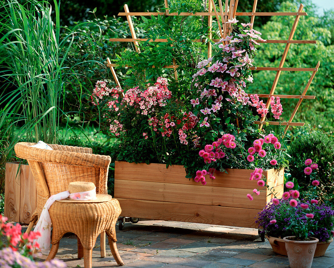 Larch wood container with trellis as a privacy screen with Erigeron