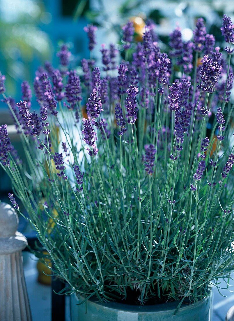 Lavandula angustifolia 'Hidcote Blue' (Lavendel)