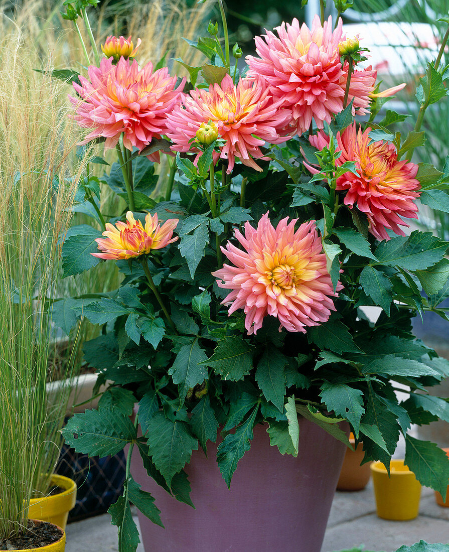 Dahlia hybrid 'ecstasy'