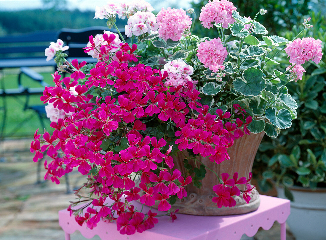 Duett aus Pelargonium 'Chelsea Gem' (rosa), Pelargonium