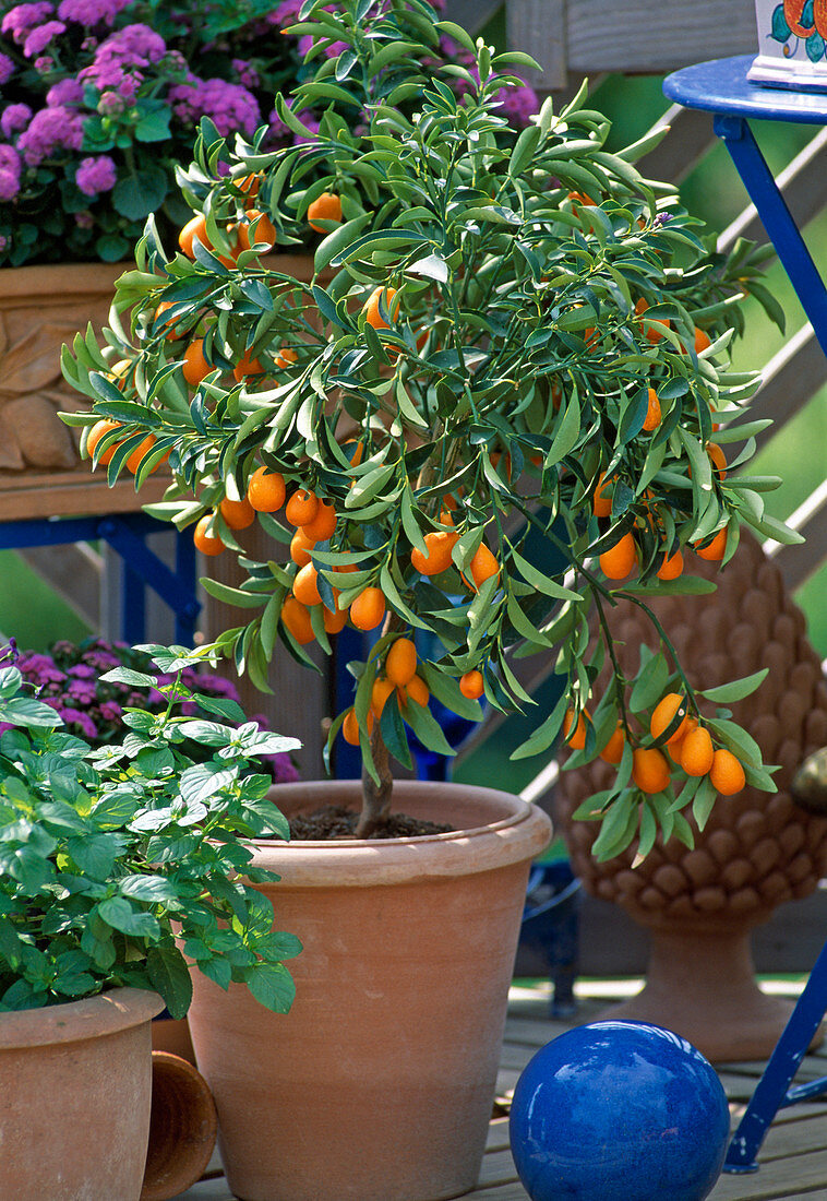 Fortunella (Kumquat)
