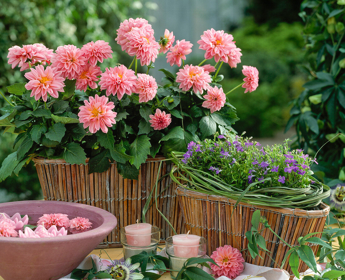 Dahlia variabilis (Balkondahlie), Lobelia erinus (Männertreu)