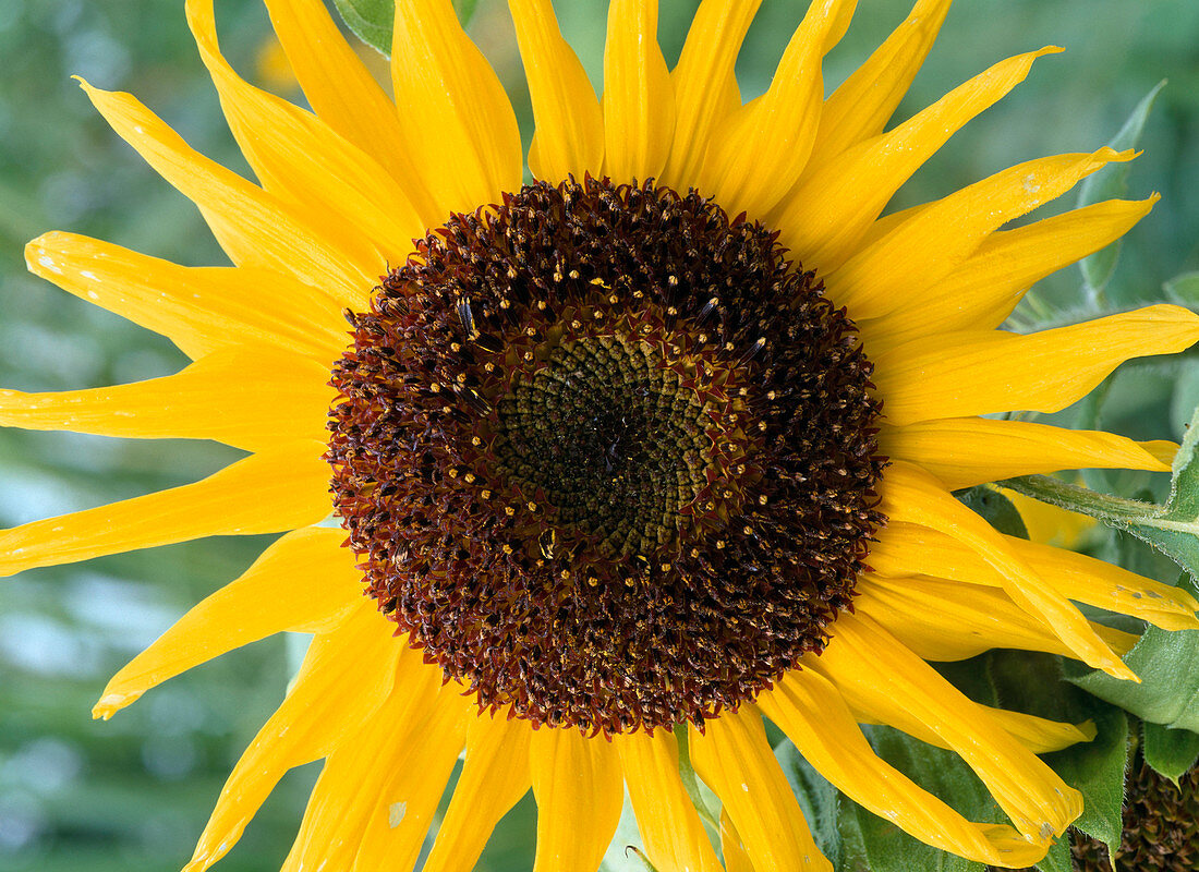 Helianthus annuus 'Holiday'