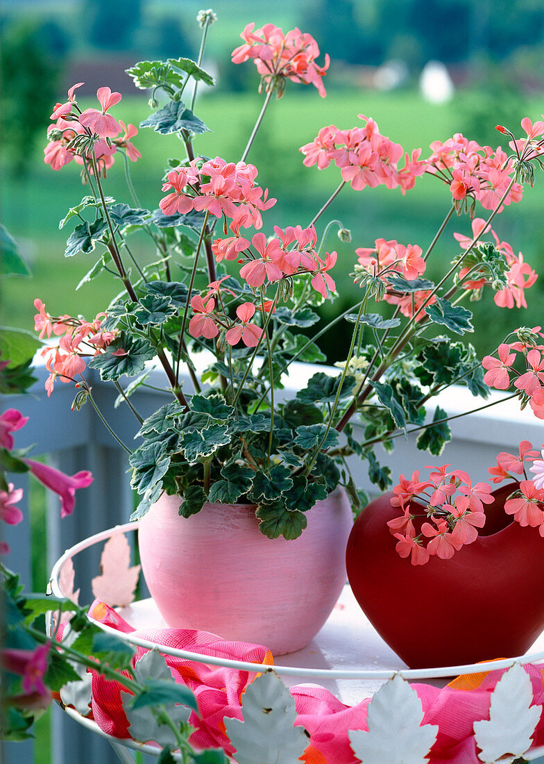 Pelargonium 'Prinzess Alexandra'