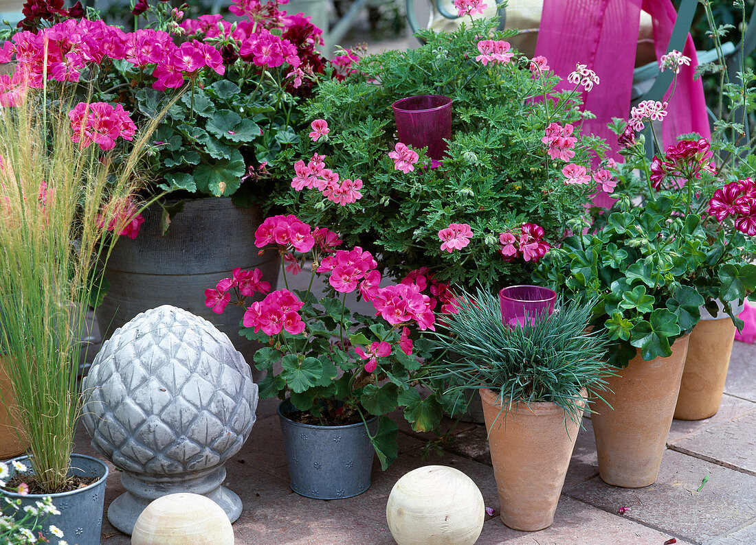 Pelargonium-zonale-Hybr. 'Lesmona' pink, Pelargonium