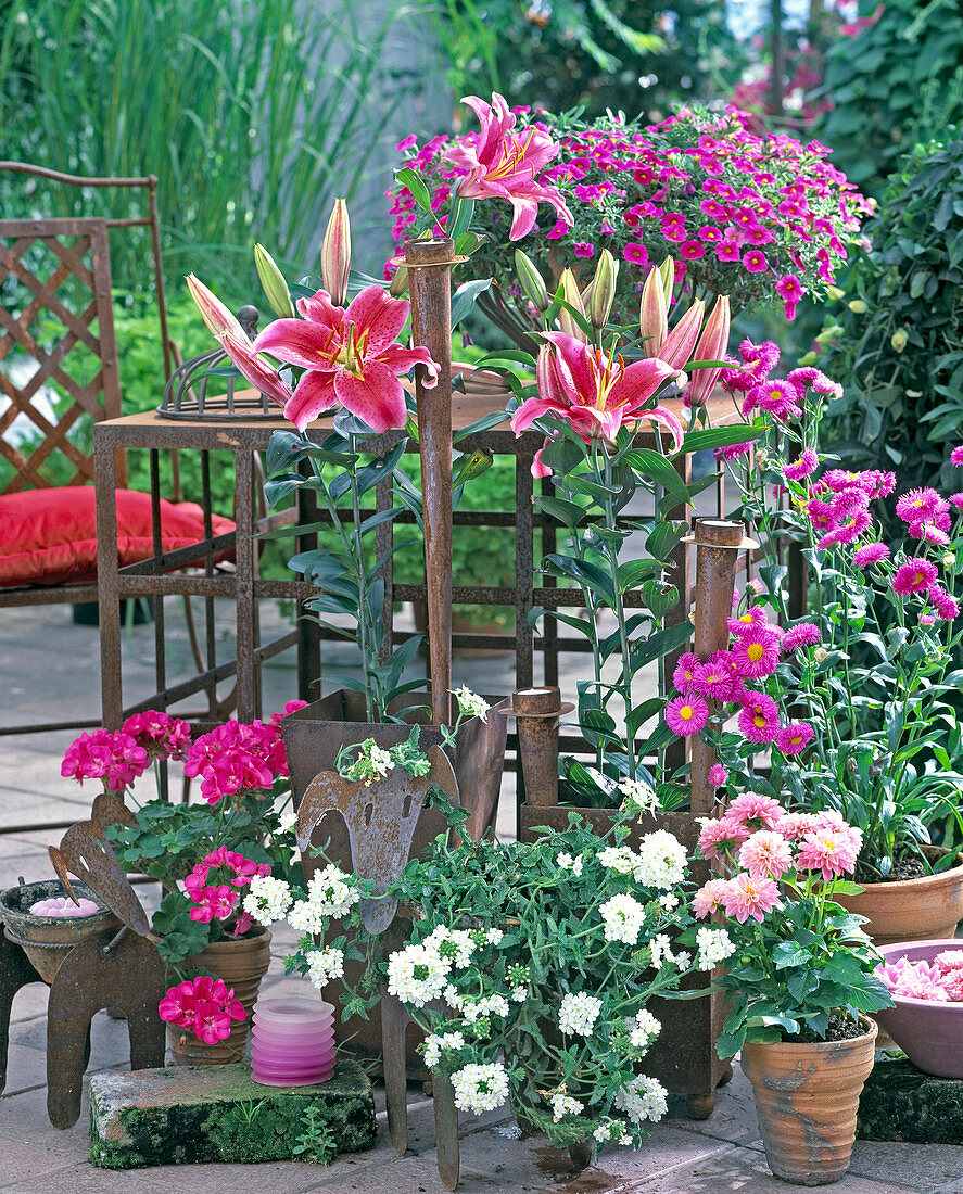 Lilium 'Stargazer', Verbena (Eisenkraut), Erigeron (Feinstrahlaster)