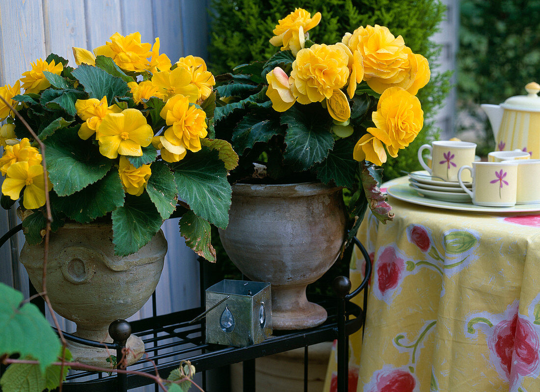 Knollenbegonia