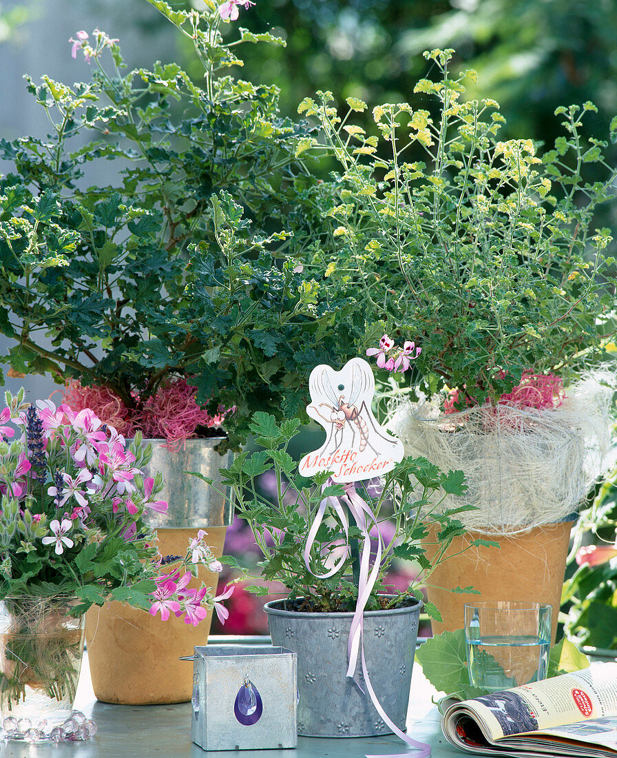 Pelargonium crispum, Pelargonium citronella, Pelargonium