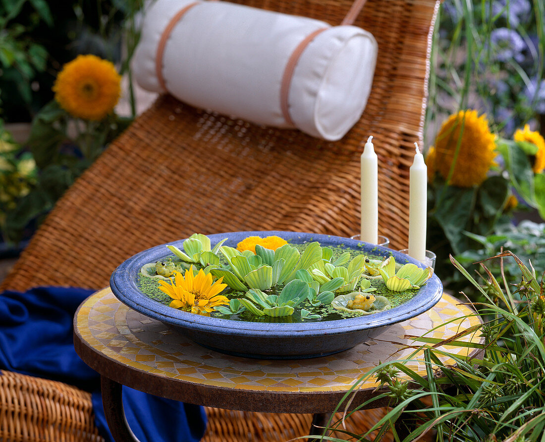 Bowl with Pistia stratiotes (water salad), Helianthus blossoms