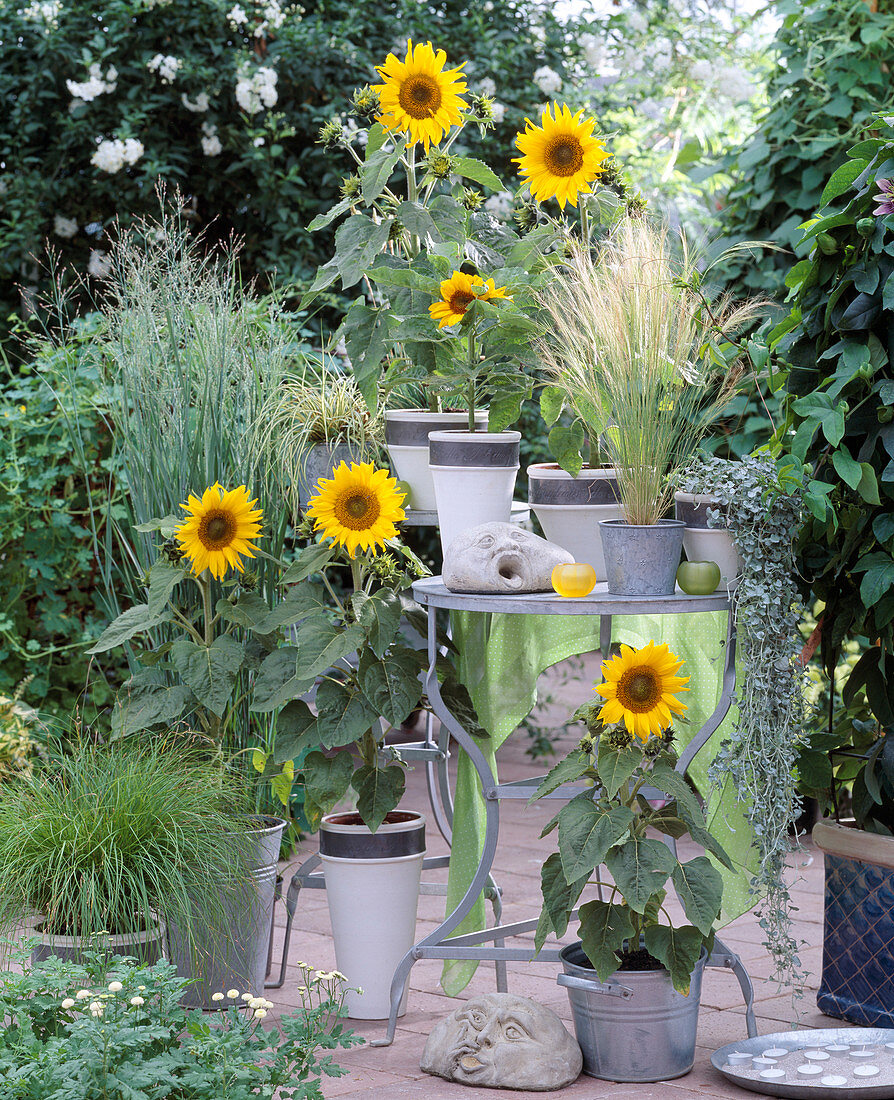 Helianthus annuus 'Soraya' (Sonnenblume), Stipa tenacissima,